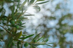 Richiesta di interventi urgenti per il nuovo focolaio di Xylella