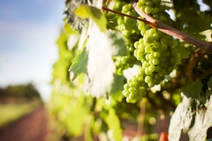 Vendemmia Bari-Bat. Cia Levante: “Peggiore annata degli ultimi 40 anni”