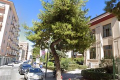 Sarà abbattuto un pino in via Casardi, «misura per garantire la pubblica incolumità»