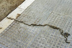 Di Cuonzo: «Processionaria, a Barletta ormai è allarme»