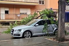 Ramo di albero cade su un’automobile in sosta in via delle Belle Arti