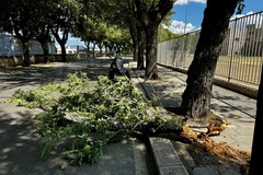 Ramo spezzato in viale Cafiero: spavento per uno scooter di passaggio