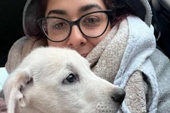 Cresce l'abbandono dei cani, l'ENPA: "10 recuperi in meno di una settimana"