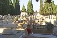 Episodio cimitero, il Sindaco fa chiarezza: «Il pastore ha lasciato aperto il cancello»