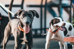 Un’area della Zona 167 per lo sgambamento dei cani