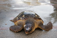 La tartaruga ritrovata sta bene, può ritornare al mare