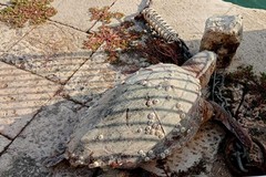 Tremenda fine per una tartaruga Caretta caretta nel mare di Barletta