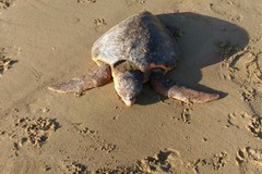 Tartaruga priva di vita nei pressi del Canale H a Barletta