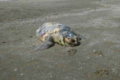 Povera tartaruga, a Barletta trovata "Caretta" priva di vita sul lungomare Mennea