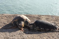 ​Quattro tartarughe marine morte a Barletta, «forse azione di un killer seriale»