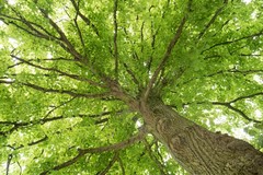 L'ASSINPRO di Barletta vuole donare alberi per via Vitrani