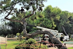 Abbattuto un pino a rischio cedimento nei giardini del Castello, le precisazioni del sindaco Cannito