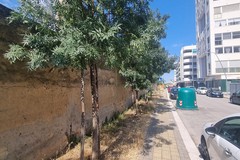  «Erbacce alte e topi in strada: la Zona 167 lancia l'ennesimo grido d'allarme»