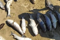 Pesci spiaggiati a Levante, Cianci: «Si analizzino le acque marine»