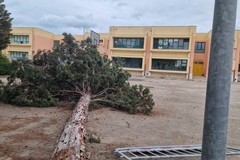 Grosso albero cade nell'atrio esterno della scuola Fieramosca