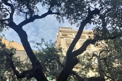 Legambiente: «Non c'è pace per gli alberi di questa città»