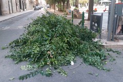 In piazza Federico II di Svevia alberi potati per liberare i corpi illuminanti, la denuncia di Legambiente
