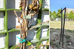 Cianci: «Chiediamo un immediato cambio di passo sul verde»