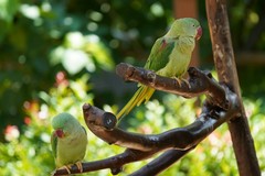 Pappagalli verdi in Puglia fanno razzia di frutta e mandorle: parte piano di monitoraggio