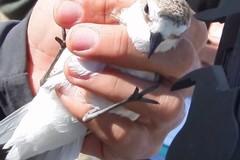 Primo inanellamento dei fratini a Barletta: procede il prezioso lavoro di ricerca