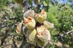 Pappagalli verdi, Coldiretti Puglia: «Razzia di frutta e mandorle nella pineta dello Sterpeto a Barletta»
