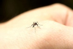 Lotta alle zanzare a Barletta, gli interventi non arretrano nemmeno a settembre