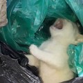 Gatto chiuso in una busta della spazzatura, l'episodio oggi a Barletta
