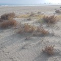 Oggi Legambiente Barletta in azione sulla spiaggia del Jova Beach