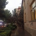Alberi caduti e strade bloccate, Barletta in tilt per la pioggia