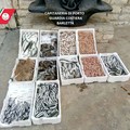 Blitz della Guardia Costiera, sequestrati prodotti ittici