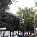 Piazza Plebiscito, Cannito: «Gli interventi in corso non prevedono l’abbattimento di alberi»