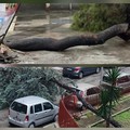 Maltempo, a Barletta cadono altri due alberi