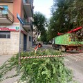 Abbattimento alberi via Vitrani, l’indignazione dei residenti