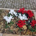 Fiori rossi e atmosfera natalizia nei giardini Baden Powell grazie a Legambiente