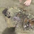 Tartaruga senza vita lungo la costa di Barletta