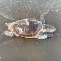 Trovata una tartaruga priva di vita sulla costa della Fiumara