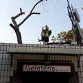 Addio allo storico albero del bar Nicolino di Barletta