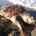 Tartaruga senza vita ad Ariscianne, sulla costa di Barletta