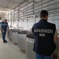 I Nas sequestrano due caseifici abusivi della Bat contaminati da Listeria