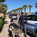 Cane salvato sul lungomare di Barletta: l'intervento della Polizia