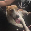Trovato cane smarrito in via Canosa a Barletta