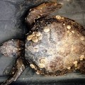 Salvata una piccola Caretta caretta spiaggiata sulla litoranea di Ponente