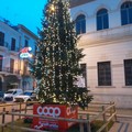 In Piazza Caduti l'albero che illuminerà la città fino all'epifania