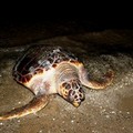 Tartaruga spiaggiata sulla Litoranea di Ponente