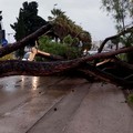 Cade albero in via Foggia a Barletta, nessun ferito