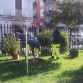 Cresceranno nuovi alberi nei giardini delle scuole di Barletta