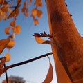 Buona primavera da Legambiente: «Ci prendiamo noi cura degli alberi»