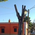 Potature non autorizzate a Montaltino, estraneo il Comune di Barletta