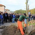 Parte il futuro  "verde " di Barletta, piantati 30 giovani alberi