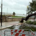 Forte vento a Barletta, alberi caduti in giro per la città